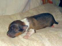 puppies