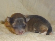 puppies