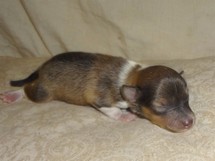 puppies