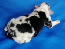 puppies