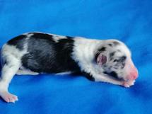 puppies