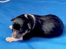 puppies