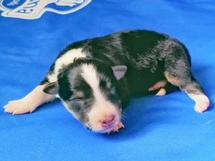 puppies