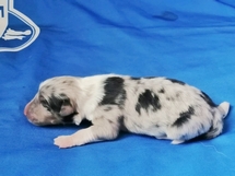 puppies