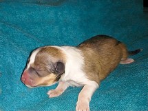 puppies