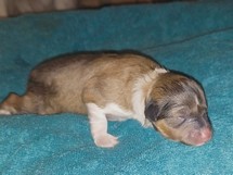 puppies