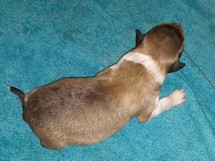 puppies