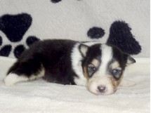 puppies