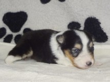 puppies