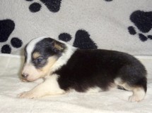 puppies