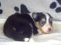 puppies