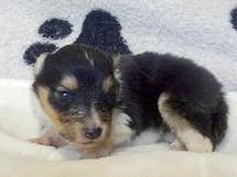 puppies
