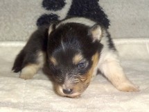 puppies