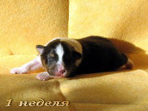 puppies