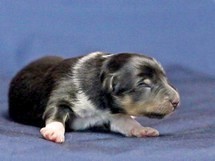 puppies