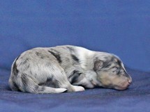 puppies