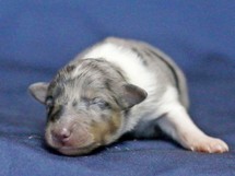 puppies