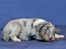 puppies