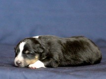 puppies