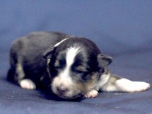 puppies