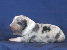 puppies