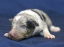 puppies