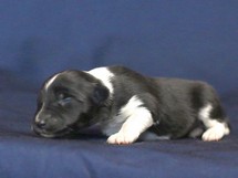 puppies