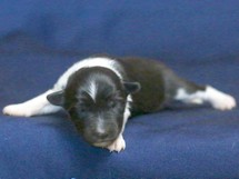 puppies