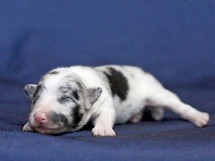 puppies