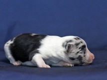 puppies