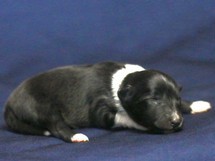 puppies