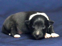 puppies