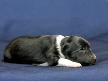 puppies