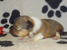 puppies