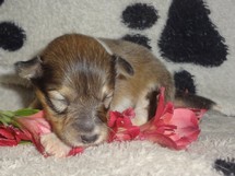 puppies