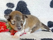puppies