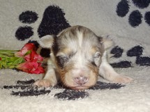 puppies