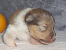 puppies