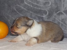puppies