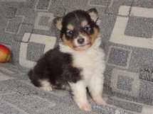 puppies