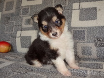 puppies