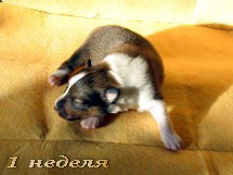 puppies