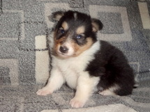 puppies