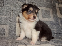 puppies