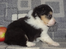 puppies