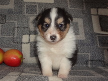 puppies