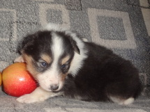 puppies