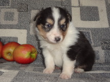 puppies
