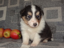 puppies