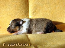 puppies
